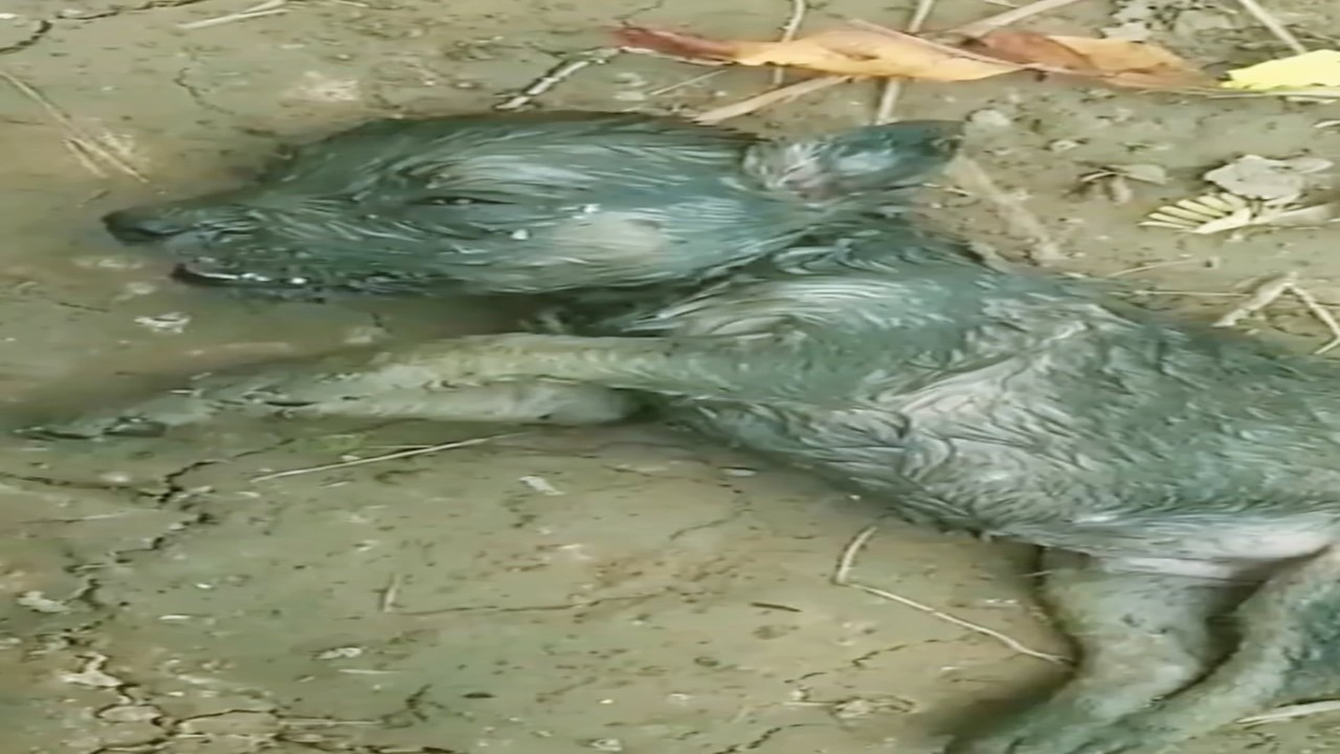 Full Video : H1107044_Poor baby is struggling with serious diseases