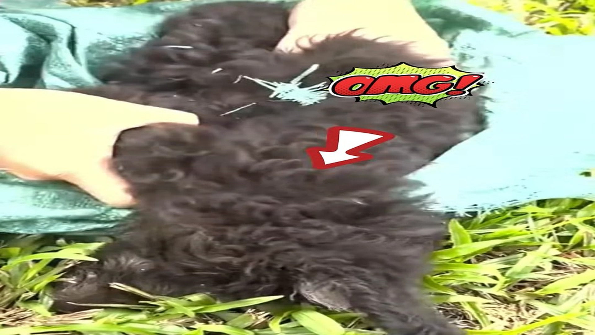 Full Video : H1507019_Abandoned in the Street Dog’ s Life Hanging by Seconds!