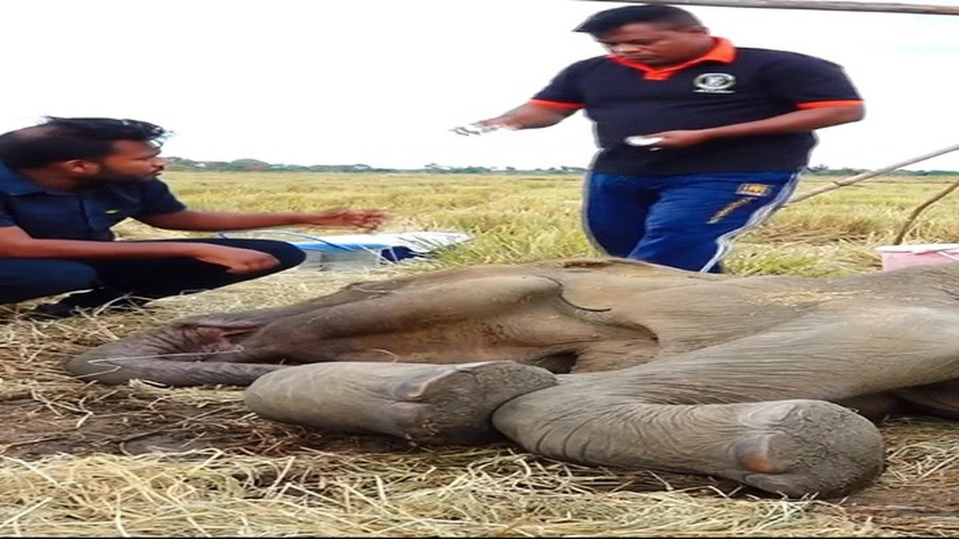 Full Video : H1507024_Collapsed in Pain A Silent Cry from the Paddy Fields ��Early this morning, a heartbreaking sight shocked villagers ne